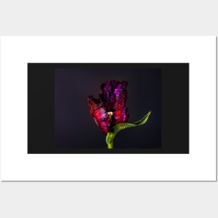 Black parrot tulip Posters and Art